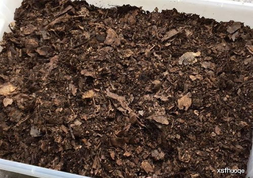 養花就選這土,不爛根,不黃葉,夏天也能蹭蹭爆盆 花卉