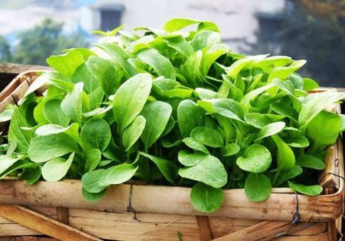 農業電商正值風口,合浦農資借勢高效轉型能否重塑產業新業態