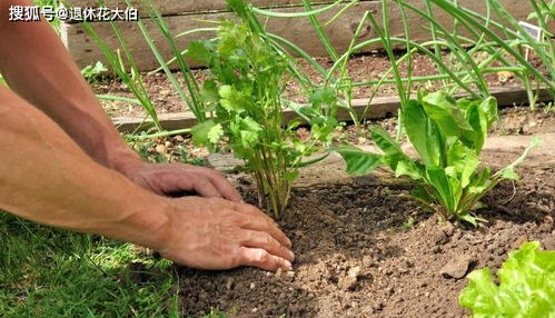 經濟薄弱,該怎么實現花園夢 用這些 替代物 降低養花成本