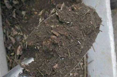 在家自制營養(yǎng)土,松軟透氣養(yǎng)分足,輕松養(yǎng)好各種花