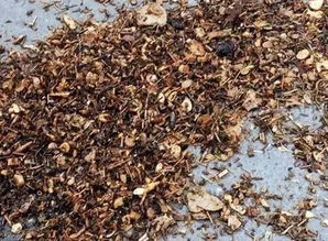 變廢為寶自制家庭花肥營(yíng)養(yǎng)土 不臭還能省一筆錢(qián)...