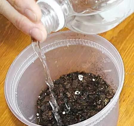 花友網(wǎng)上買(mǎi)土被快遞員笑話(huà),為什么不自己制作營(yíng)養(yǎng)土