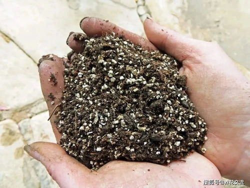 養(yǎng)花是用純基質(zhì),還是用菜園土,為啥不結(jié)合起來(lái)