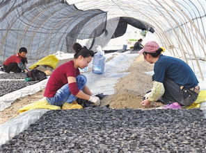 今日玉環(huán)數(shù)字報(bào)刊平臺(tái)