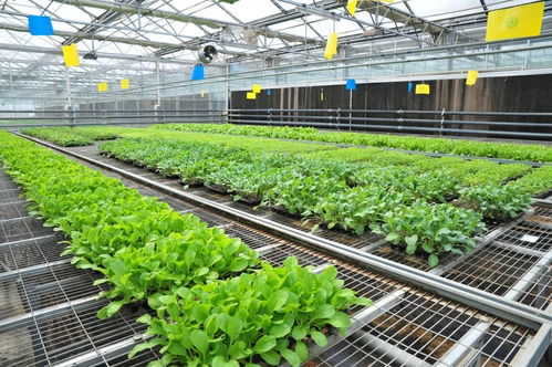 延慶區(qū)現(xiàn)代化育苗工廠科技助農(nóng) 保障農(nóng)產(chǎn)品穩(wěn)定供應(yīng)