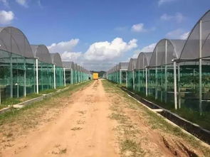 懷化共享農(nóng)業(yè)最強(qiáng)音 葡萄免費(fèi)吃三年，顛覆傳統(tǒng)農(nóng)業(yè)震撼來襲