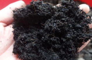 為何要施用生物菌肥？龍燈為您解答營(yíng)養(yǎng)土的奧秘